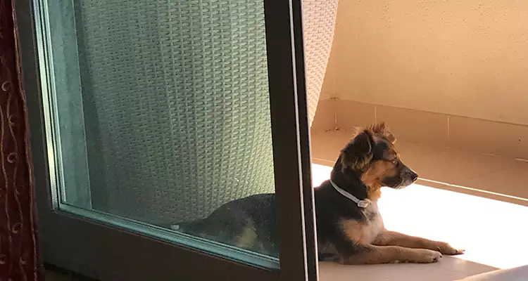 French Door Pet Screen Repair in San Carlos Park, FL